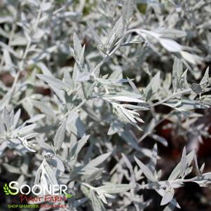 Artemisia ludoviciana 'Silver King'