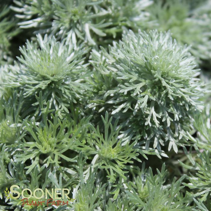 SILVER MOUND WORMWOOD