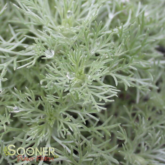 SILVER MOUND WORMWOOD