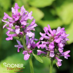 Stachys monieri 'Hummelo'