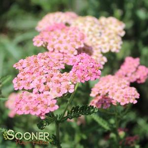 Achillea millefolium 'Summer Pastels'