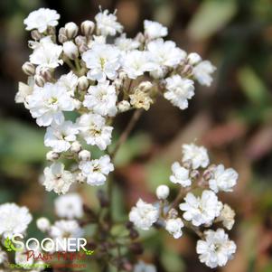 Gypsophila paniculata 'Danfestar'