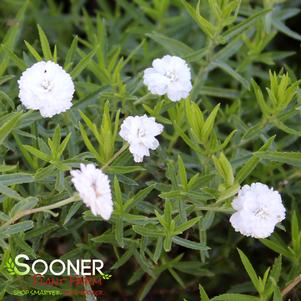 Achillea ptarmica 'Peter Cottontail'