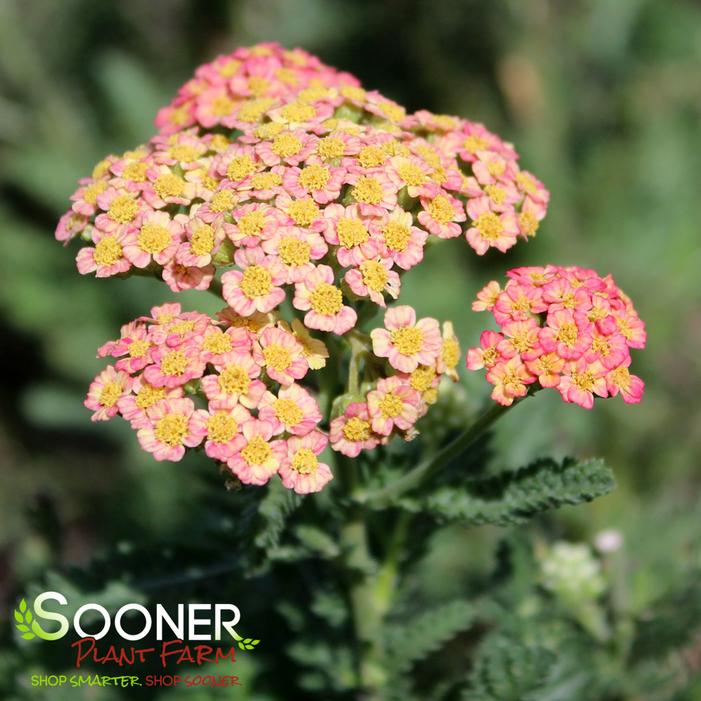 FIREFLY PEACH SKY YARROW