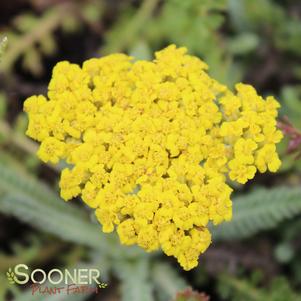 Achillea millefolium 'Little Moonshine'