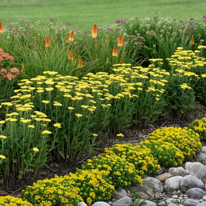 FIREFLY SUNSHINE YARROW