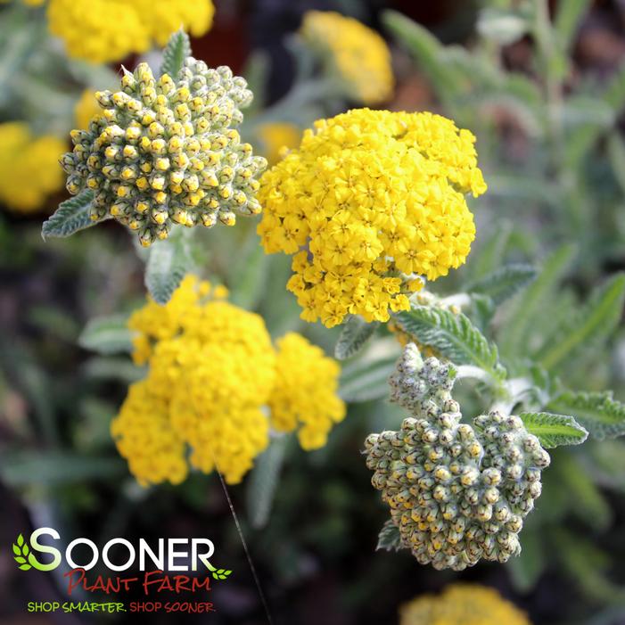 LITTLE MOONSHINE YARROW