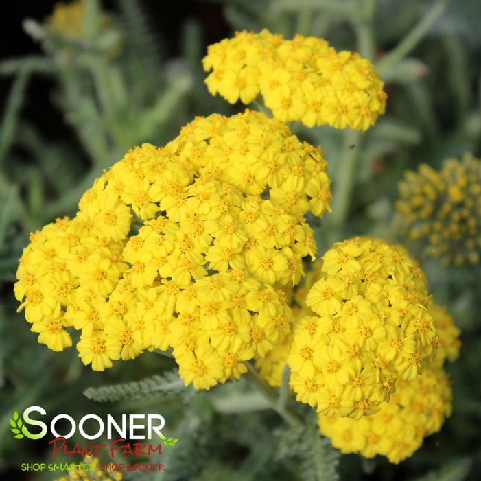 MOONSHINE YARROW