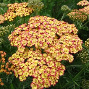 Achillea millefolium 'Rainbow Tricolor'