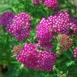 Achillea millefolium 'Balvinviolet'