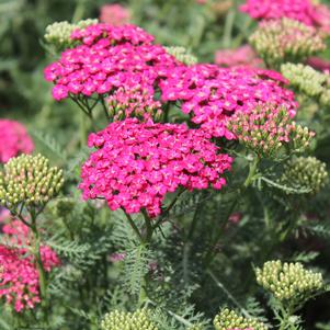 Achillea millefolium 'Saucy Seduction'