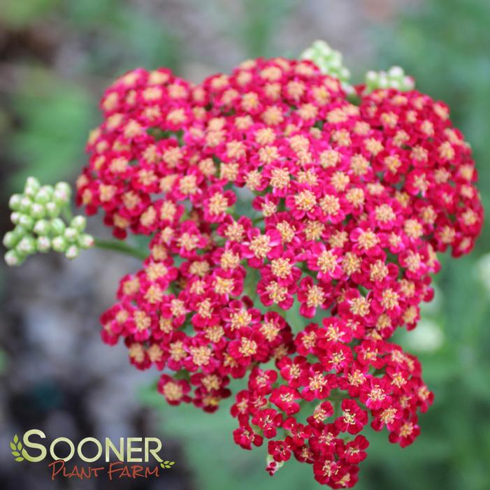Image Property of Sooner Plant Farm, Inc.