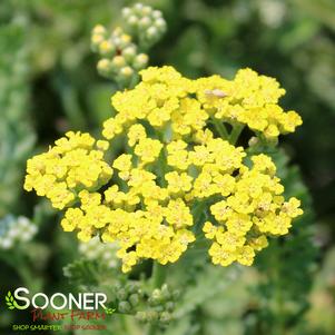 Achillea millefolium 'Sassy Summer Lemon'