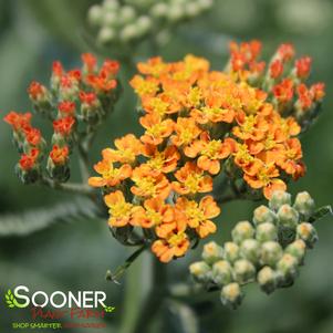 Achillea millefolium 'Terra Cotta'