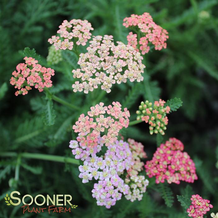 SUMMER PASTELS YARROW