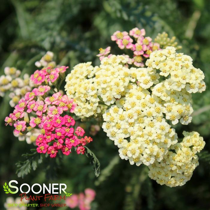 SUMMER PASTELS YARROW