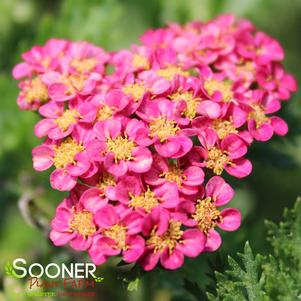 Achillea millefolium 'Sassy Summer Taffy'