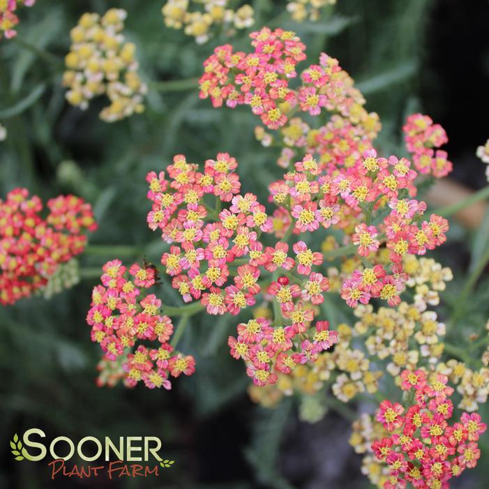 SUMMER PASTELS YARROW