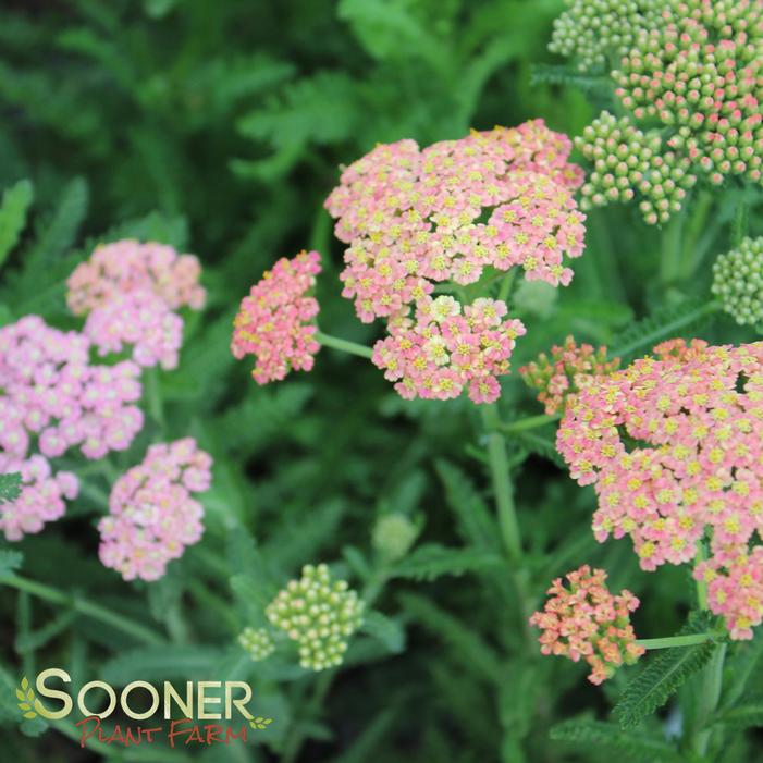 SUMMER PASTELS YARROW