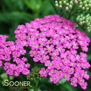 Achillea millefolium 'Pretty Belinda'