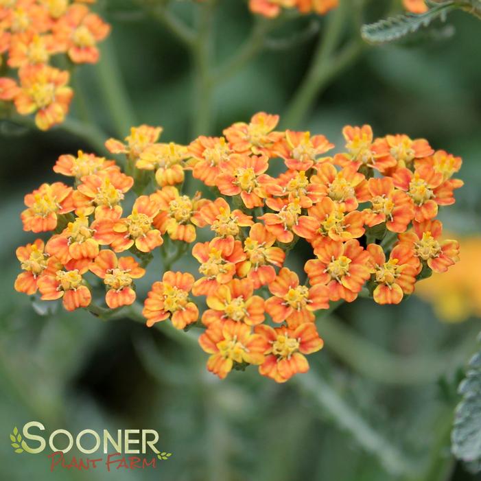 TERRA COTTA YARROW