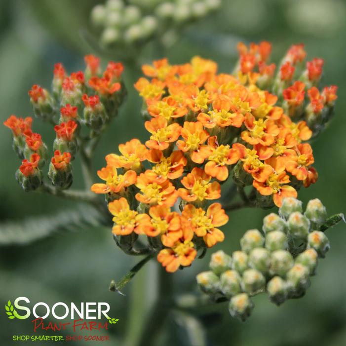 Image Property of Sooner Plant Farm, Inc.