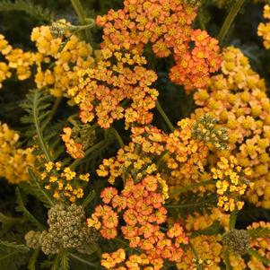 Achillea millefolium 'FLORACHYE2'