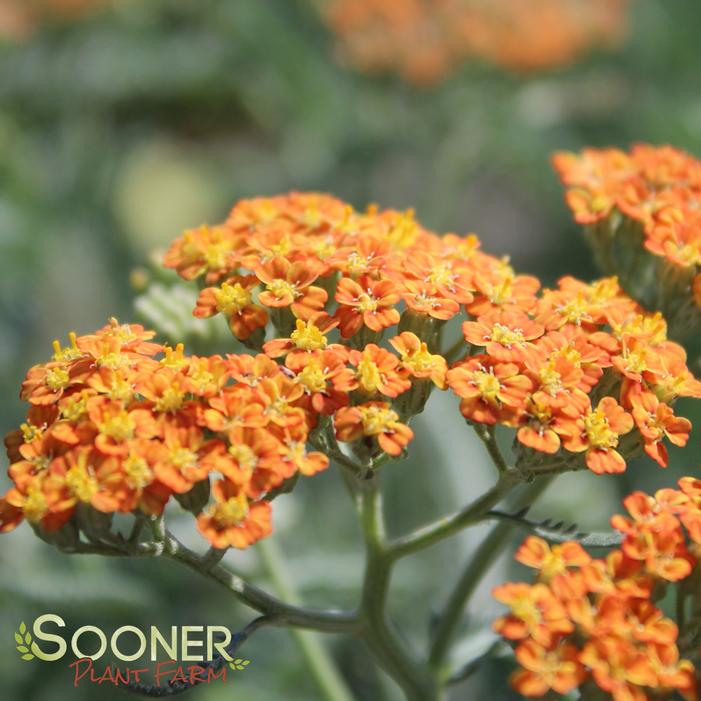 TERRA COTTA YARROW