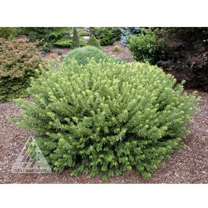 Cephalotaxus harringtonia 'Hedgehog'