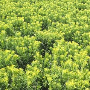 Cephalotaxus harringtonia 'Plania'