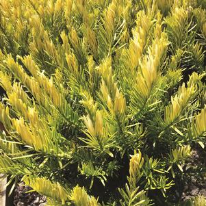 Cephalotaxus harringtonia 'Golden Dragon'