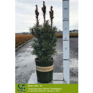 Taxus baccata 'Fastigiata (Stricta)'