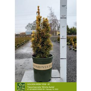 Taxus baccata 'Stricta Aurea'