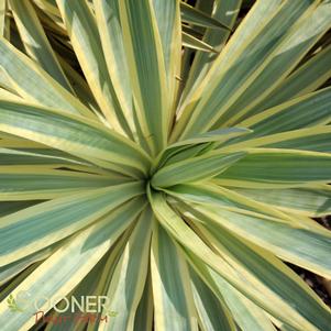Yucca recurvifolia 'Walbristar'