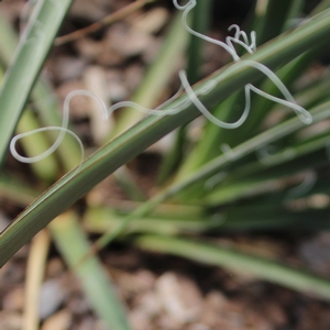 RED YUCCA