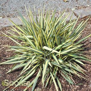 Yucca filamentosa 'Color Guard'