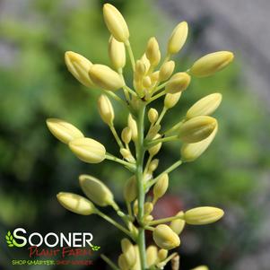 Hesperaloe parviflora 'Yellow'