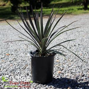 Yucca aloifolia 'Magenta Magic'