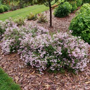 Deutzia x 'NCDX3'