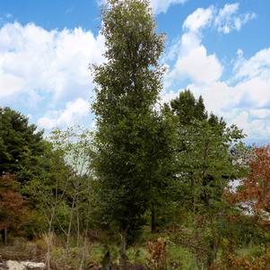 Ulmus parvifolia 'Davesstraightup'