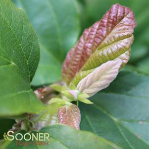 Parrotia persica 'Inge's Ruby Vase'