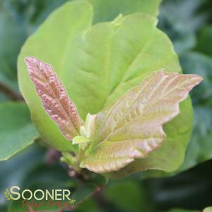 Parrotia persica 'Vanessa'