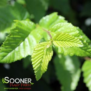 Carpinus betulus 'Frans Fontaine'