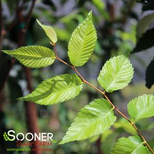 Zelkova serrata 'Musashino'