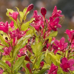 0 units available! Pre-Order Qty: 0