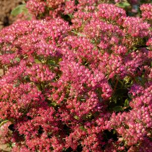 0 units available! Pre-Order Qty: 0