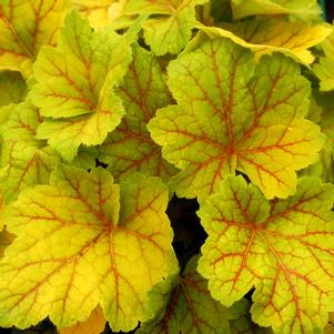 0 units available! Pre-Order Qty: 0