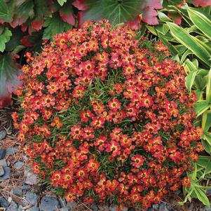 0 units available! Pre-Order Qty: 0