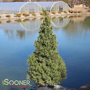 334 units available! Pre-Order Qty: 0