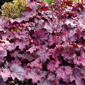 0 units available! Pre-Order Qty: 0